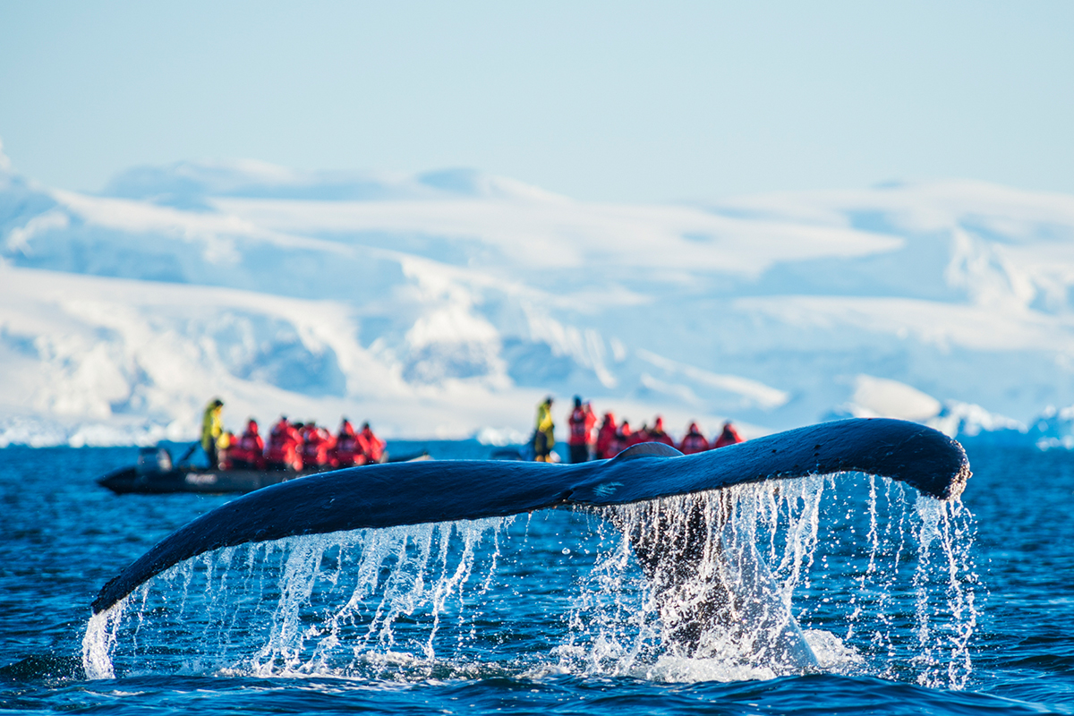 5. Antarctica 2024 Images 1200x800 Endless Encounters 